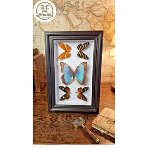 Framed Butterfly Specimen DisplayFeaturing Blue Morpho and TropicalButterflies